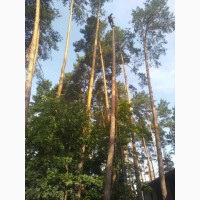 Спил дерев на ділянці та дачі Києві та Київській області