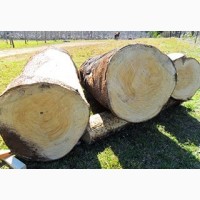 Саженцы морозоустойчивой павловнии для древесины (до -30 с)