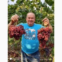 Виноград - черенки и корни