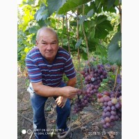 Виноград - черенки и корни